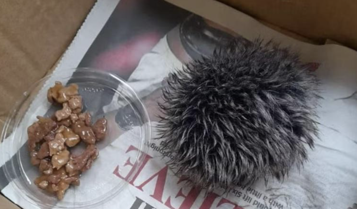 „Ariciul” găsit de bătrână pe stradă/foto: Profimedia