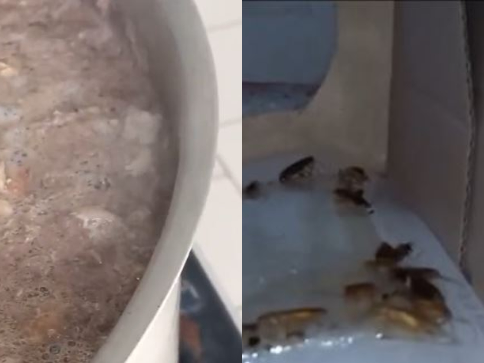 Ce au descoperit inspectorii ANPC în cantina unui liceu. Mâncare ținută lângă gândaci și capcane pentru rozătoare