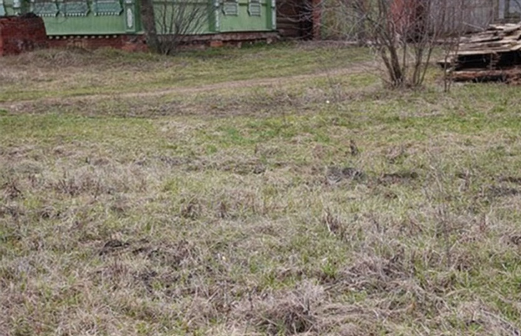 Iluzie optică virală | Găsește pisica ascunsă în această imagine. Geniile o descoperă în 7 secunde