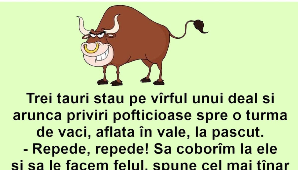 Imagine Stire BANC | Trei tauri aruncă priviri pofticioase spre o turmă de vaci | 2review.ro