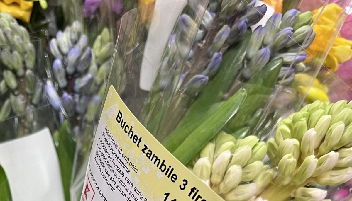 Nu e o eroare! Câți lei costă 3 zambile în Kaufland București, acum, de 1 Martie