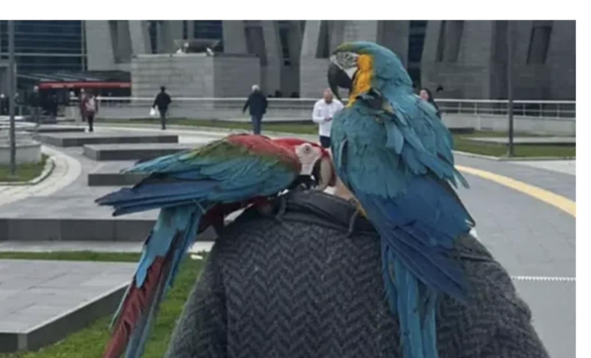Doi papagali au fost chemați ca martori într-un proces de divorț! Ce au repetat obsesiv cele două păsări
