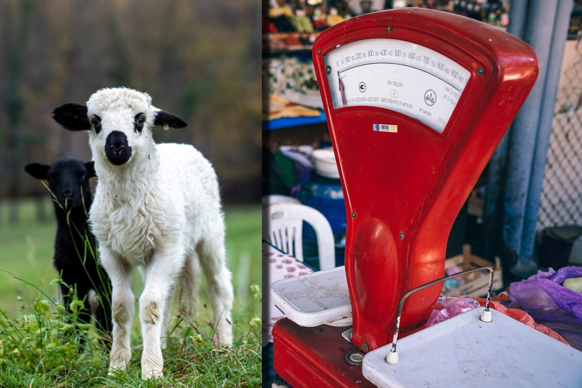 Imagine Stire Cât a ajuns să coste un kilogram de carne de miel pentru masa de Paște. Românii au început să se gândească la alte preparate | 2review.ro