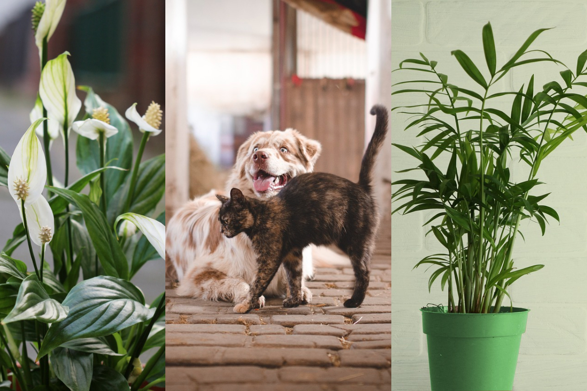 Nu te-ai fi așteptat! Aceste plante obișnuite din apartament îți pot otrăvi animalul de companie