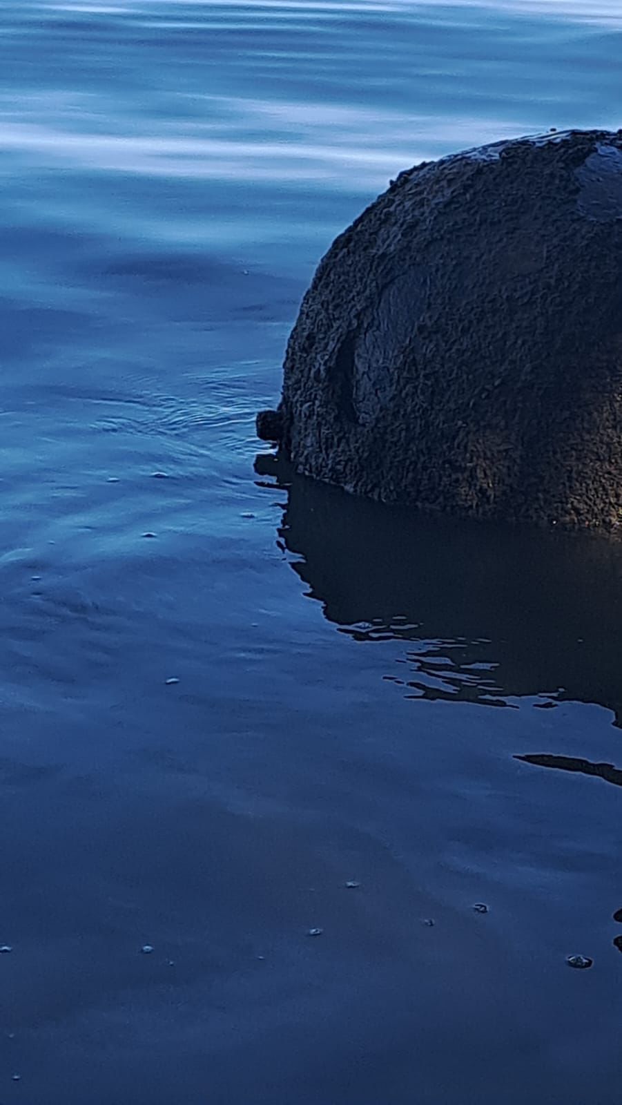 Descoperirea care i-a alarmat pe locuitorii din Tulcea. Bila neagră uriașă care a apărut în Dunăre, pe brațul Chilia Veche