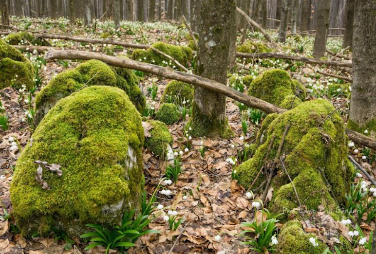 Locul magic din România pe care doar câțiva oameni îl știu. Zona este păzită de ”Zâne”