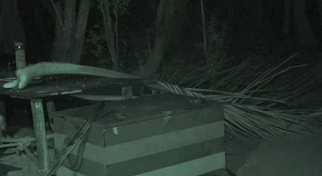 scene survivor romania pro tv