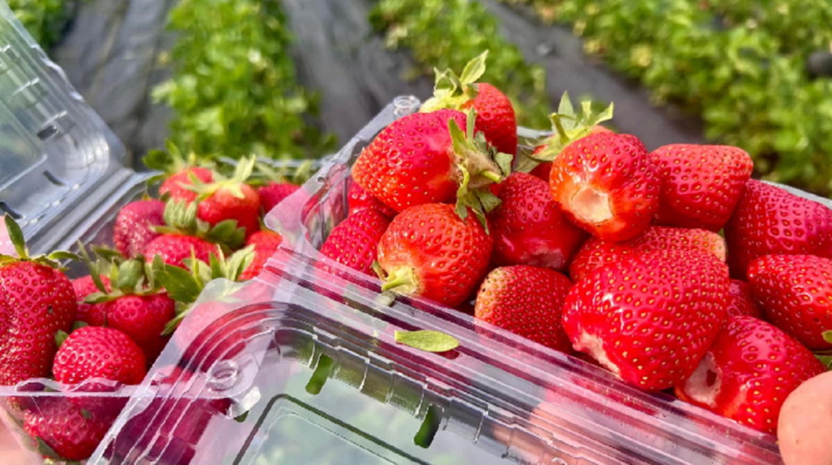 Imagine Stire Au apărut primele căpșune românești! Prețurile urcă la 35 de lei/kg înainte de Paște | 2review.ro