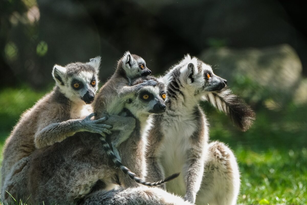 Caz bizar în Călărași! Un lemur a fost furat de la grădina zoologică. Unde a fost găsit animalul
