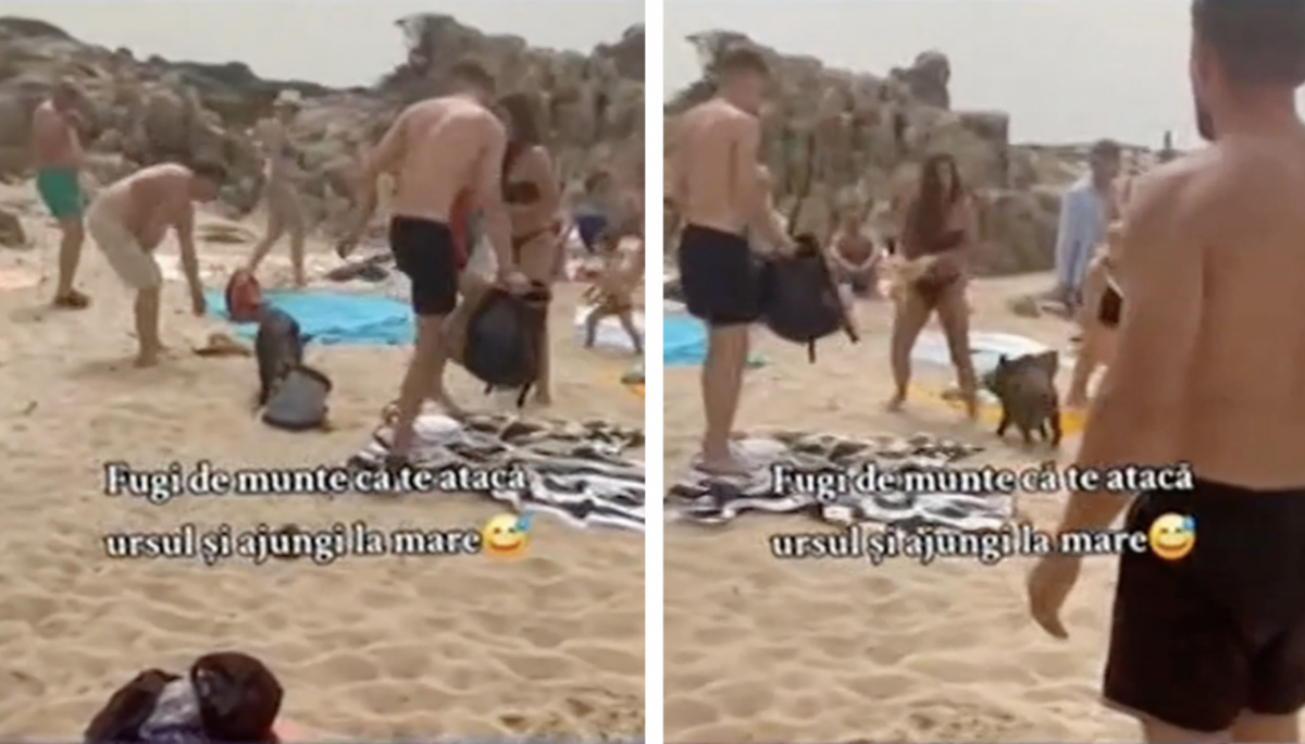 După atacul ursului din Bucegi, un alt animal sălbatic a luat cu asalt litoralul. Turiștii de la Marea Neagra au fost îngroziți VIDEO