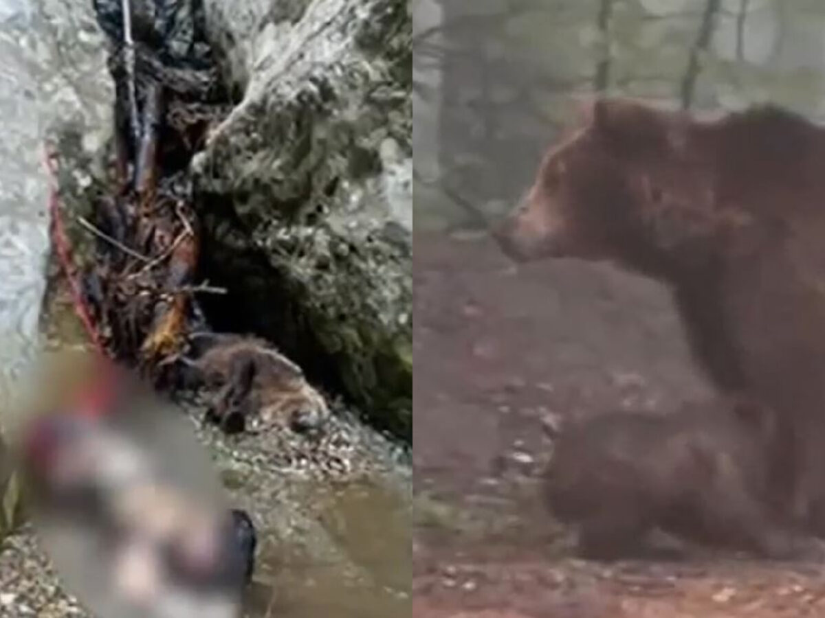 A chemat-o moartea 😢 Maria Diana a fost cea care a ales poteca către cascada Urlătoarea, deși inițial voia să exploreze alt traseu