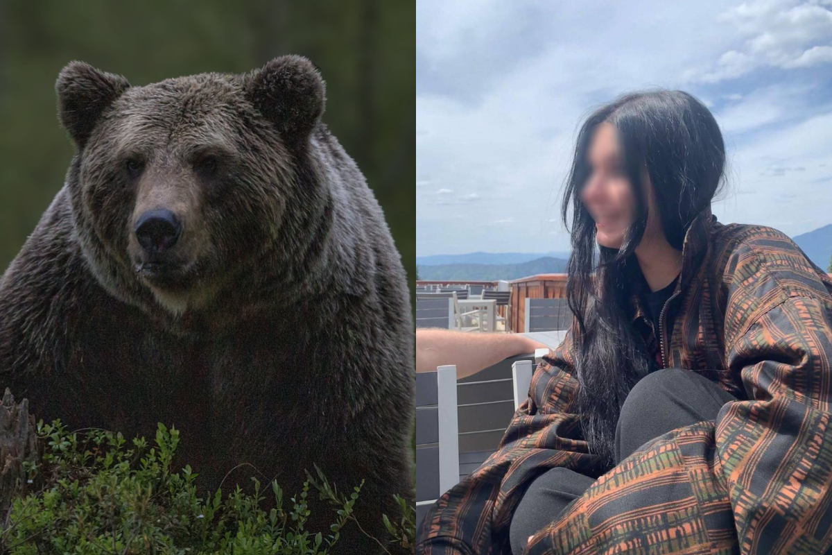 Marcel Ciolacu vrea măsuri după moartea Mariei Diana, ucisă de urs în Bucegi. Se dă sau nu liber la împușcat urși?