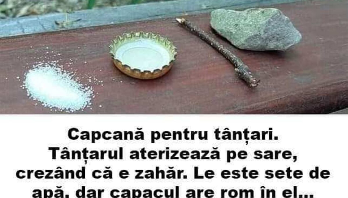 Imagine Stire Bancul de weekend | Capcană pentru țânțari | 2review.ro