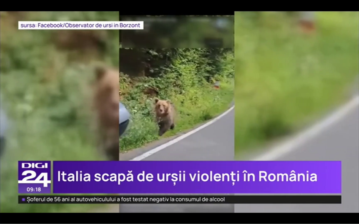 ALERTĂ! Italia vrea să aducă un urs ucigaș în România + Bărbat din Bistrița, atacat grav de o fiară