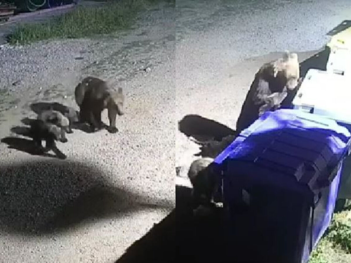 Grădina Zoo din Târgu Mureș nu își poate stăpâni urșii. Animalele au atacat din nou, la ceas de seară