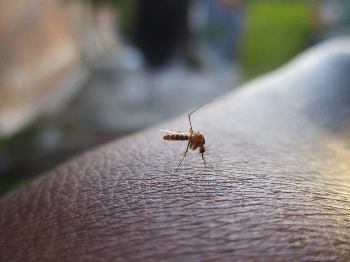 Un pacient de 88 de ani a murit după ce a fost infectat cu West Nile. Este primul deces în România din 2024