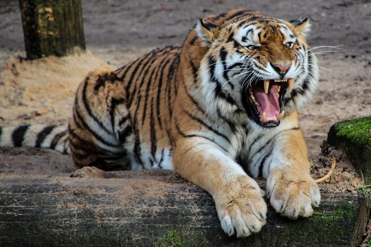 Tragedie la Grădina Zoologică Pitești! Un angajat a fost ucis de tigru