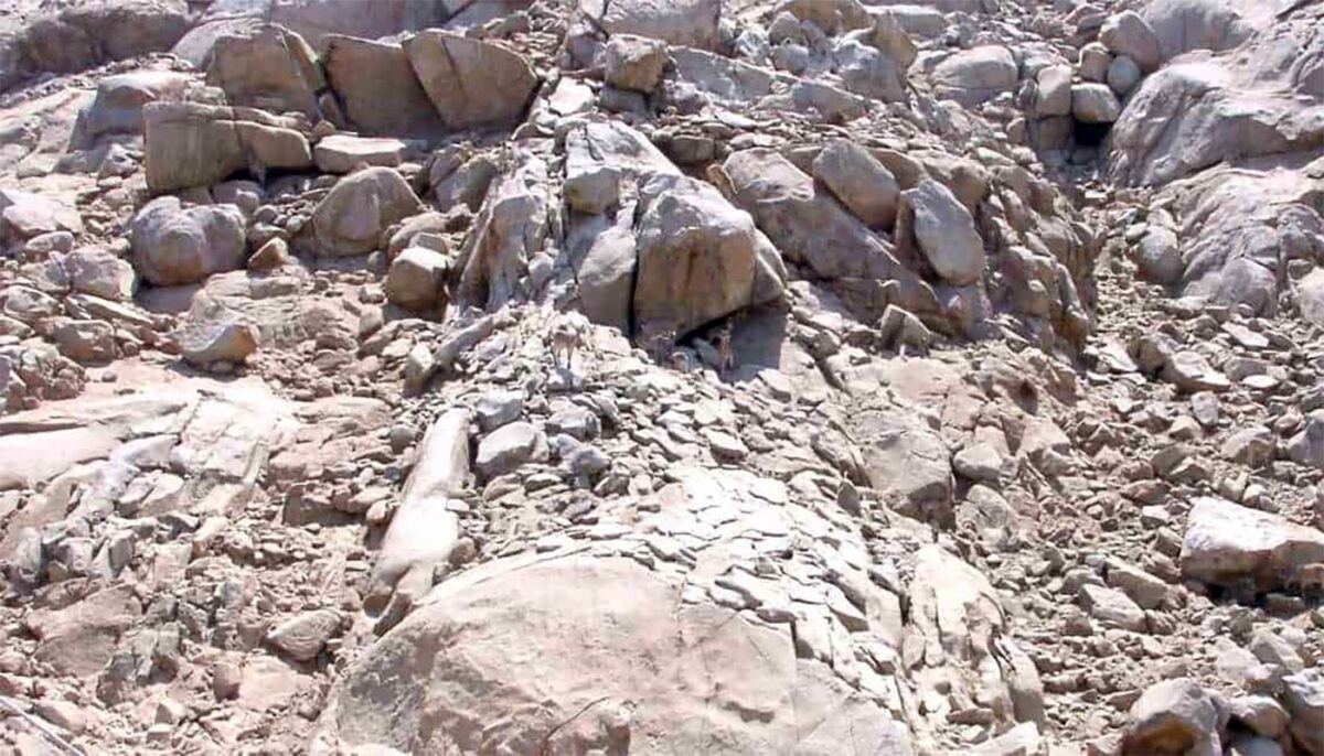 Iluzie optică virală. Sursă foto: jagranjosh.com