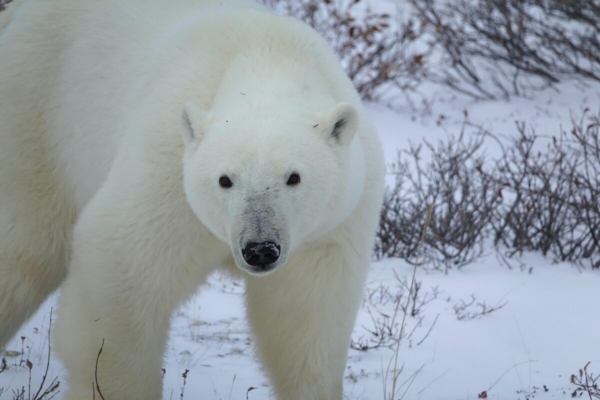 Test de cultură generală. Ce culoare are blana ursului polar, de fapt