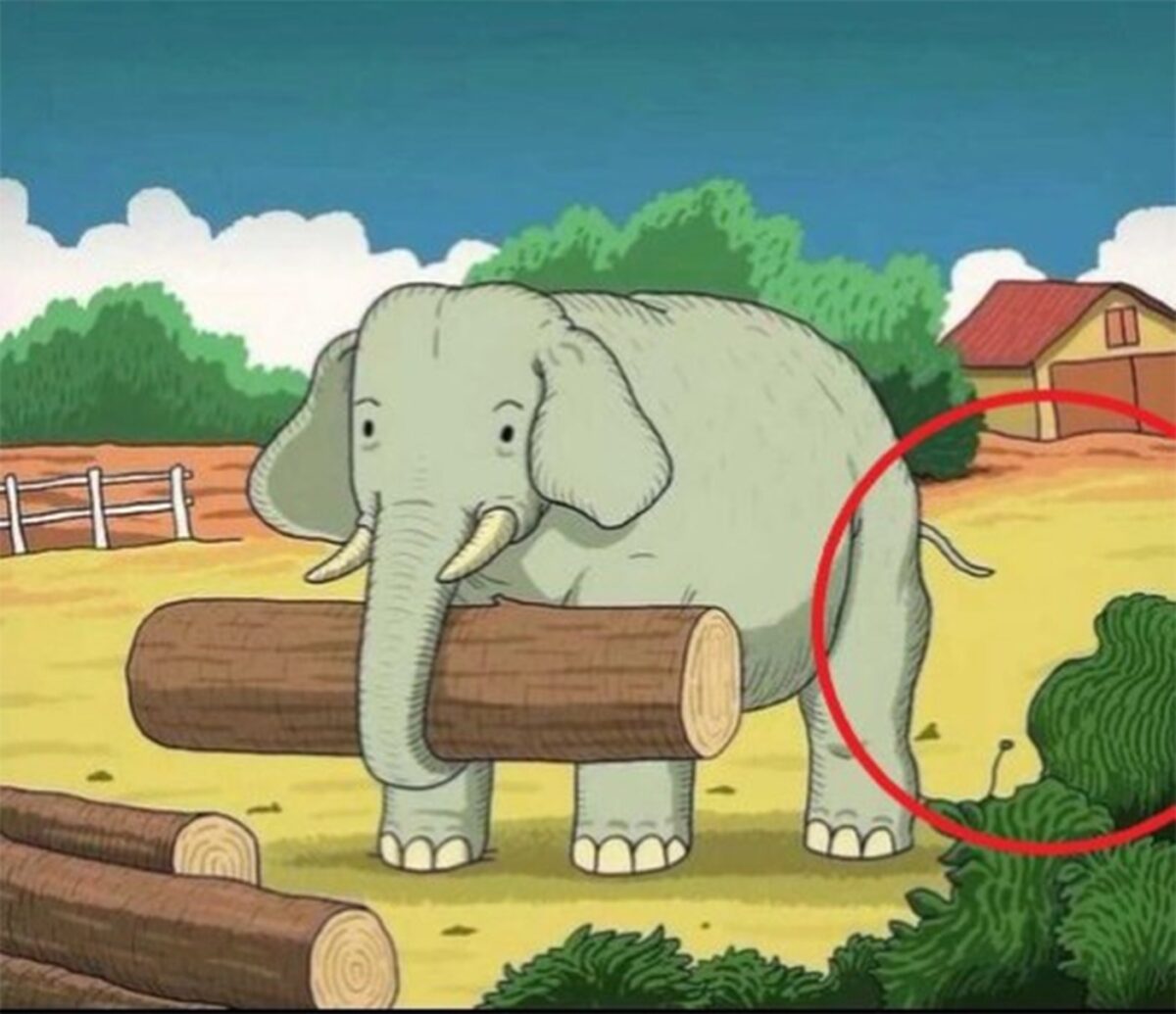 iluzie optică virală