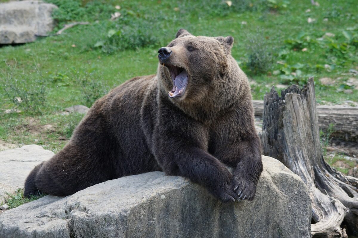 Cioban din Argeș, atacat de urs în timp ce își apăra turma de oi! Ce răni i-a cauzat animalul