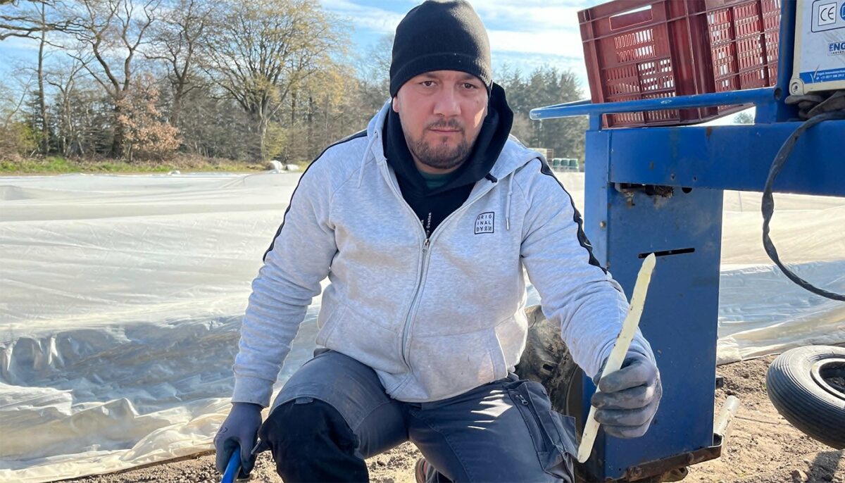 Câți bani primește acest român, într-o lună, la cules de sparanghel în Germania. Suma este uriașă!