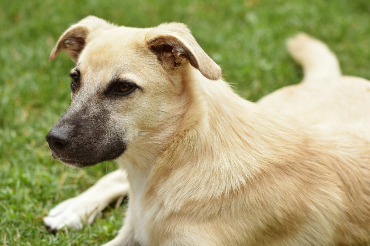 Taxa pe câine a fost introdusă în România. Cât este si de ce o plătesc și oamenii fără patrupezi