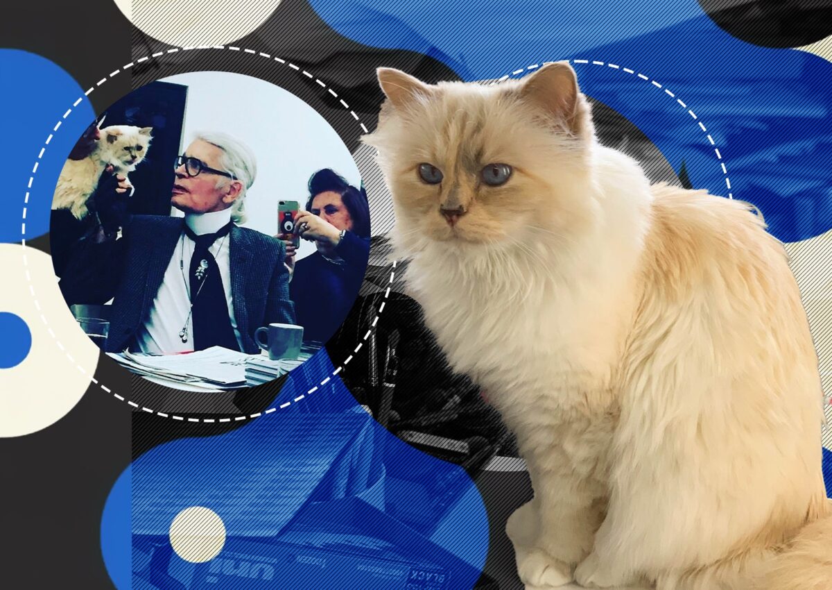 Pisica-moștenitoare a lui Karl Lagerfeld are menajeră, stilist personal și doarme pe haine de lux! Choupette nu acceptă comenzi și trăiește ca o divă!