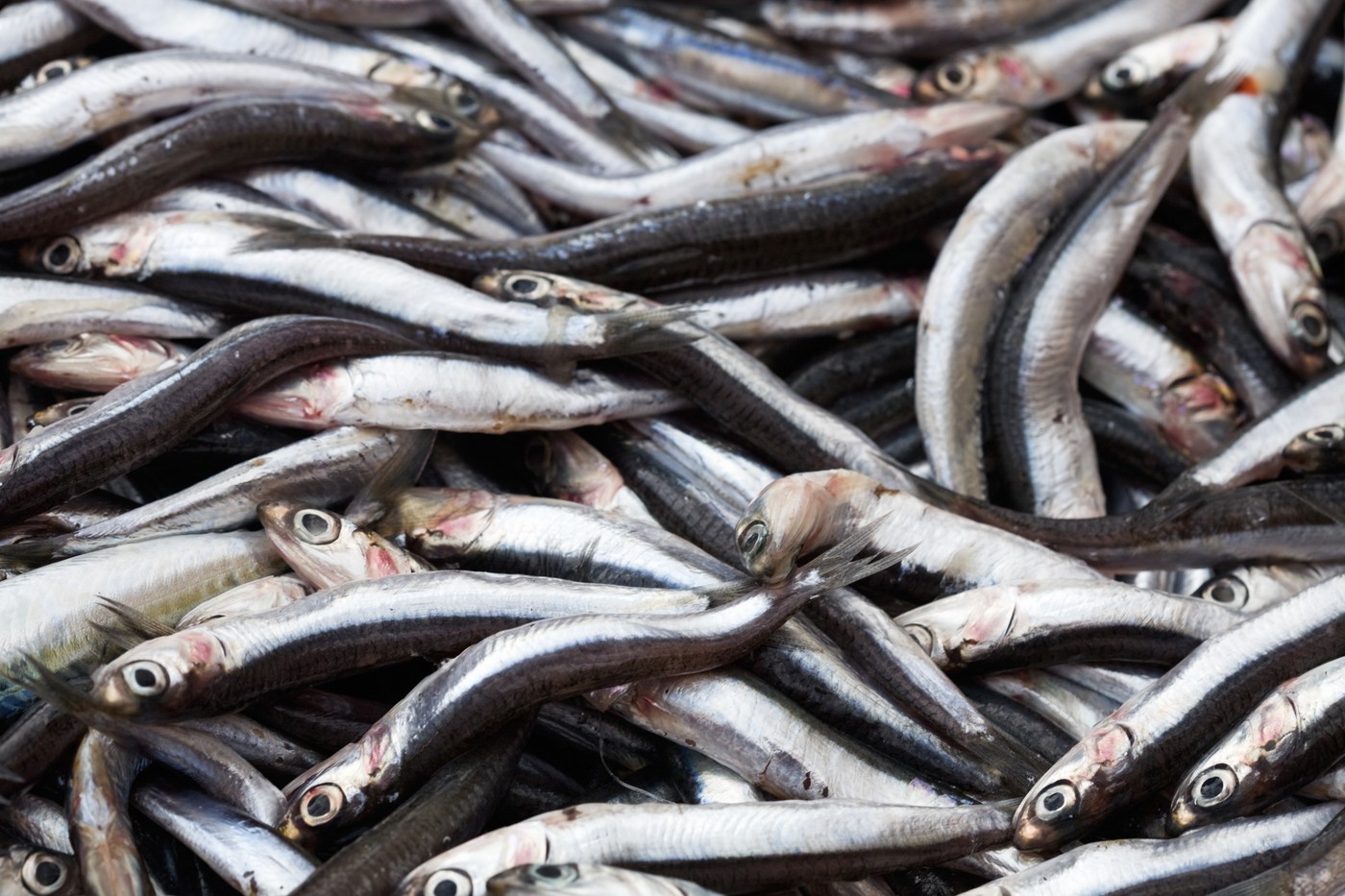 De necrezut! Ce a putut găsi o femeie din Iași într-o caserolă cu hamsie