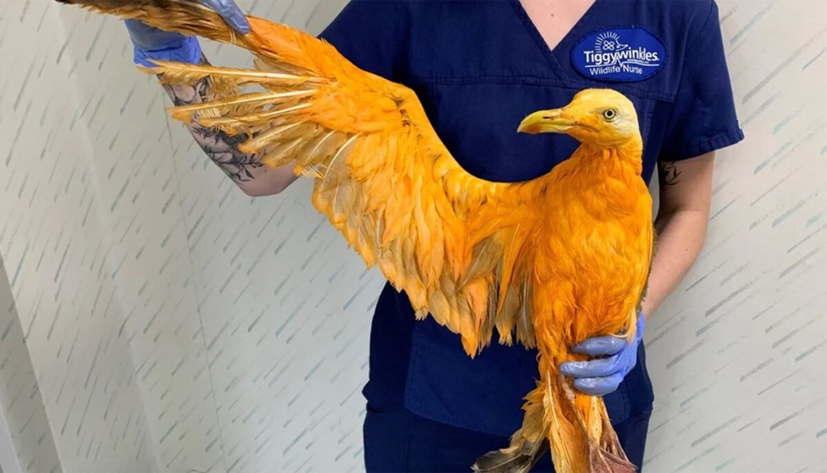 Au găsit această pasăre portocalie pe marginea drumului și au dus-o la veterinar. Acolo, surpriză: Ce era pasărea „exotică”, de fapt