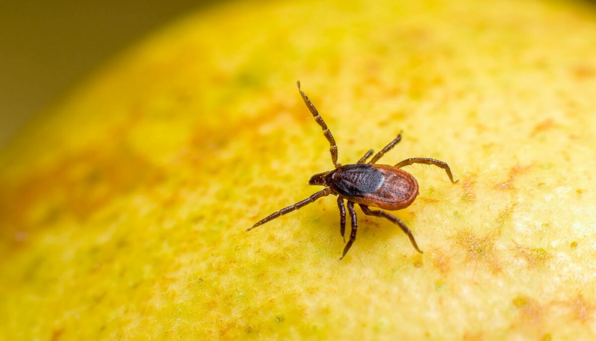 Imagine Stire Cum prinzi căpușele înainte să se urce pe tine, la iarbă verde. Trucul util pentru părinți și copii | 2review.ro