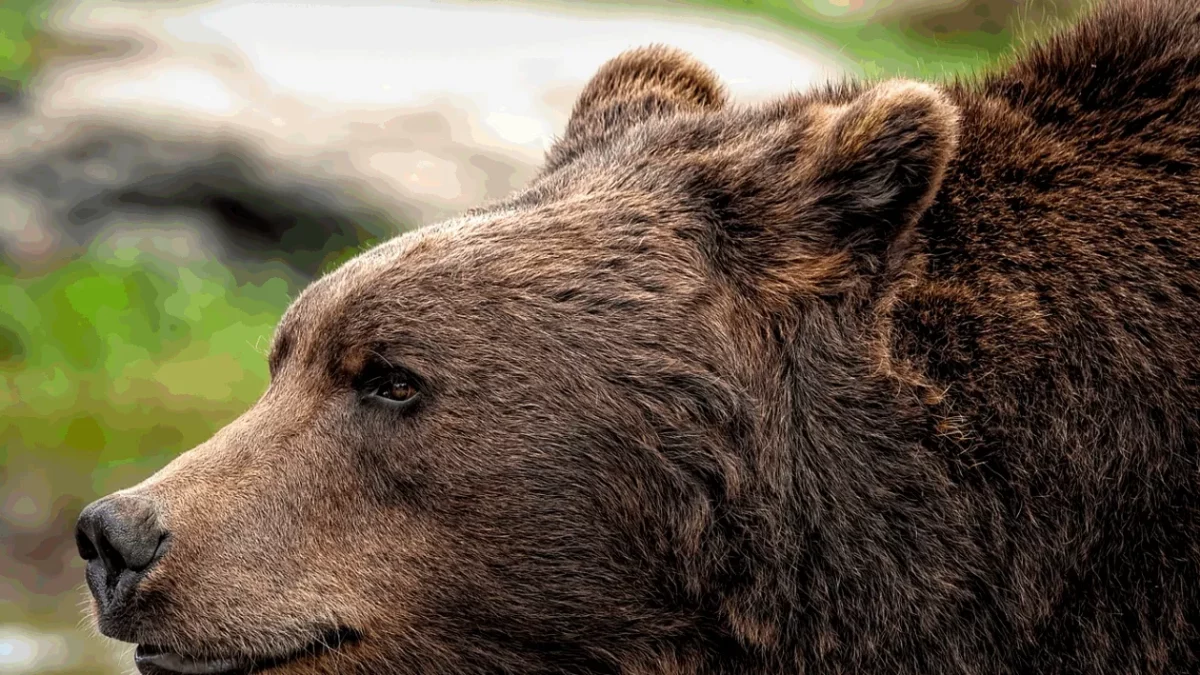 După italianul ucis de urs, un alt bărbat a ajuns în stare gravă la spital! Animalul sălbatic l-a atacat