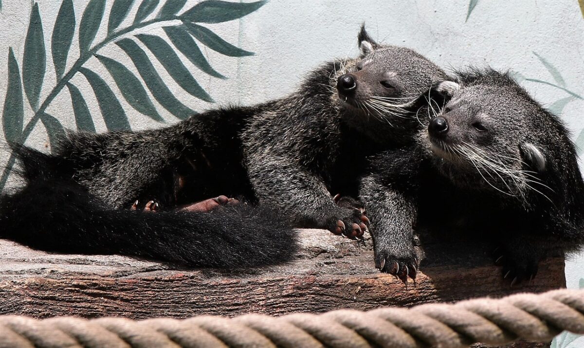 Binturong. Sursă: Pixabay