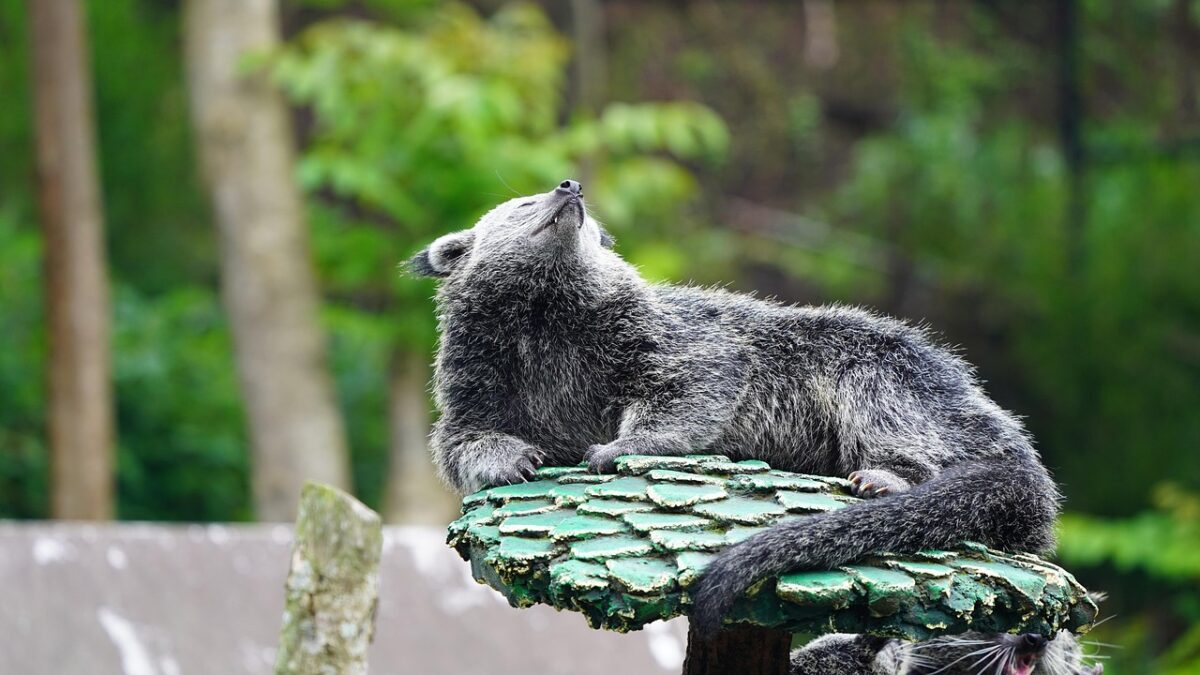 Animalul care miroase a popcorn cu unt! Locuiește în pădurile tropicale dese din Asia