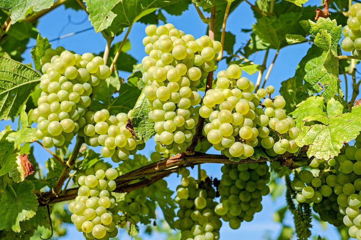 Nu este o glumă! Cât a ajuns să coste 1 kg de struguri românești la producătorii din Buzău