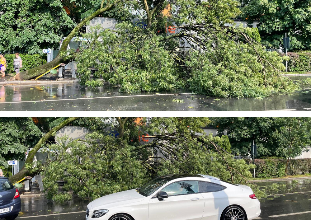 Copac căzut în urma avertismentului emis de ANM. Sursă: CANCAN.RO.