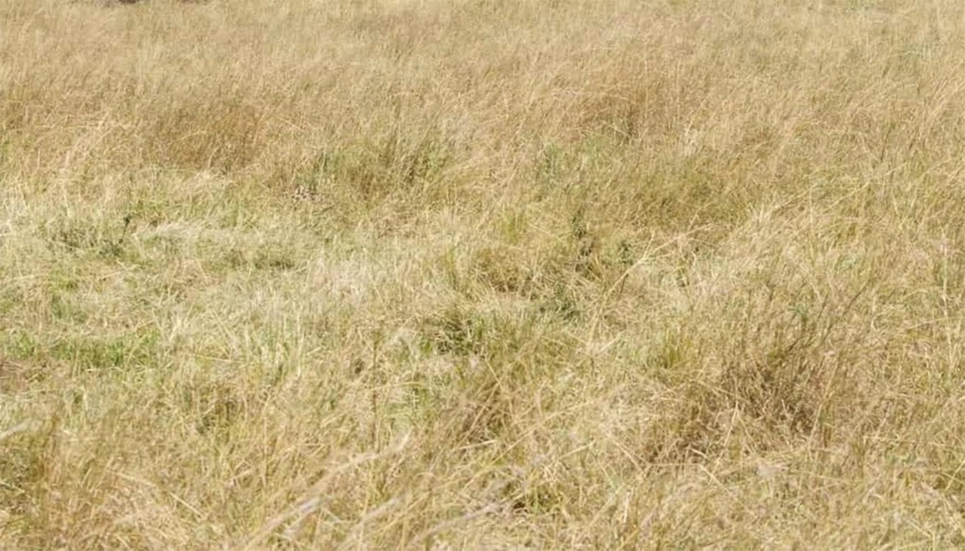 Test de perspicacitate | Găsiți ghepardul ascuns în această iluzie optică virală!