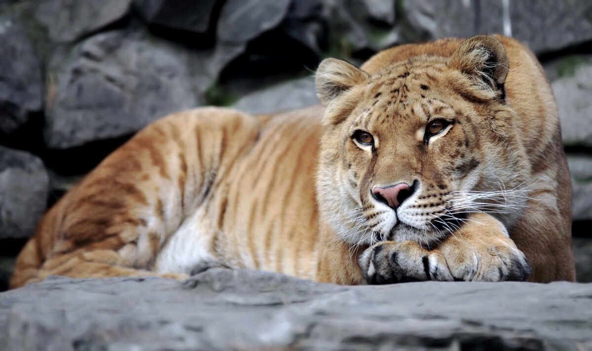 Copil de 5 ani, mușcat de un ligru la o grădină zoologică privată din Suceava. Micuțul a fost transportat de urgență la spital