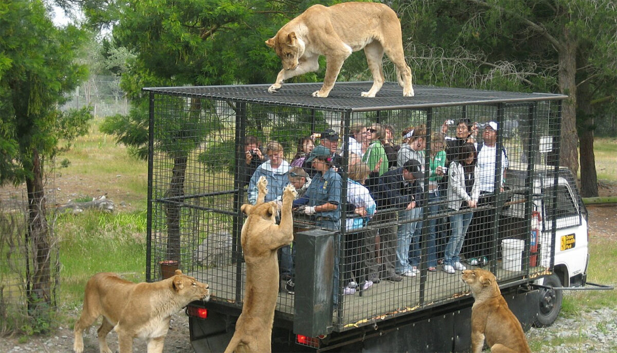Ce este grădina zoologică „invers” – noul concept prin care oamenii sunt închiși în cuști, contra-cost