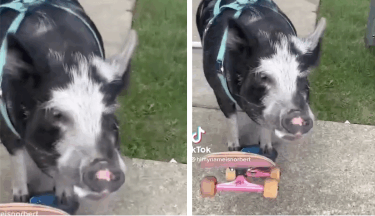 Nu e un banc! Cel mai neobișnuit record mondial, obținut de un…porc! Câți metri a mers pe skateboard