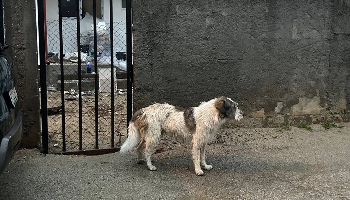 Imagine Stire S-a schimbat legea! Amendă de 500 de lei pentru românii care stau la casă, au câine în curte și fac această greșeală | 2review.ro