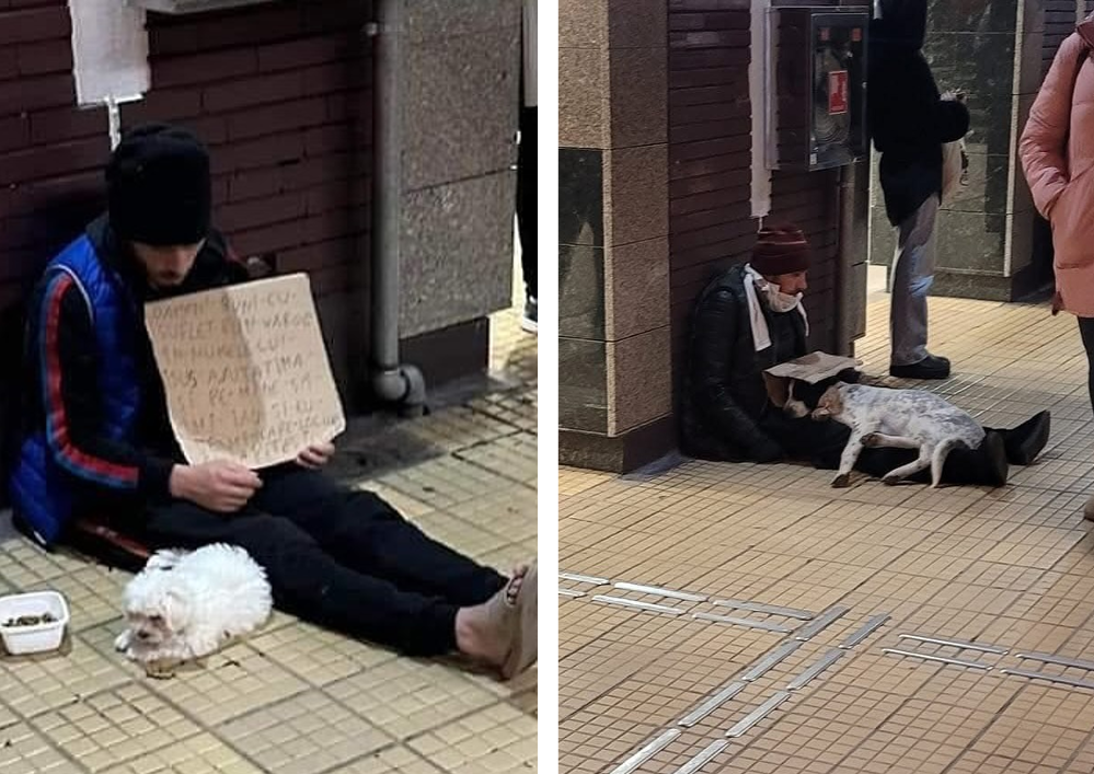 Cum sunt exploatați câinii în București tot mai des și Poliția Română nu face nimic: „Conform legii, el abuzează animale”