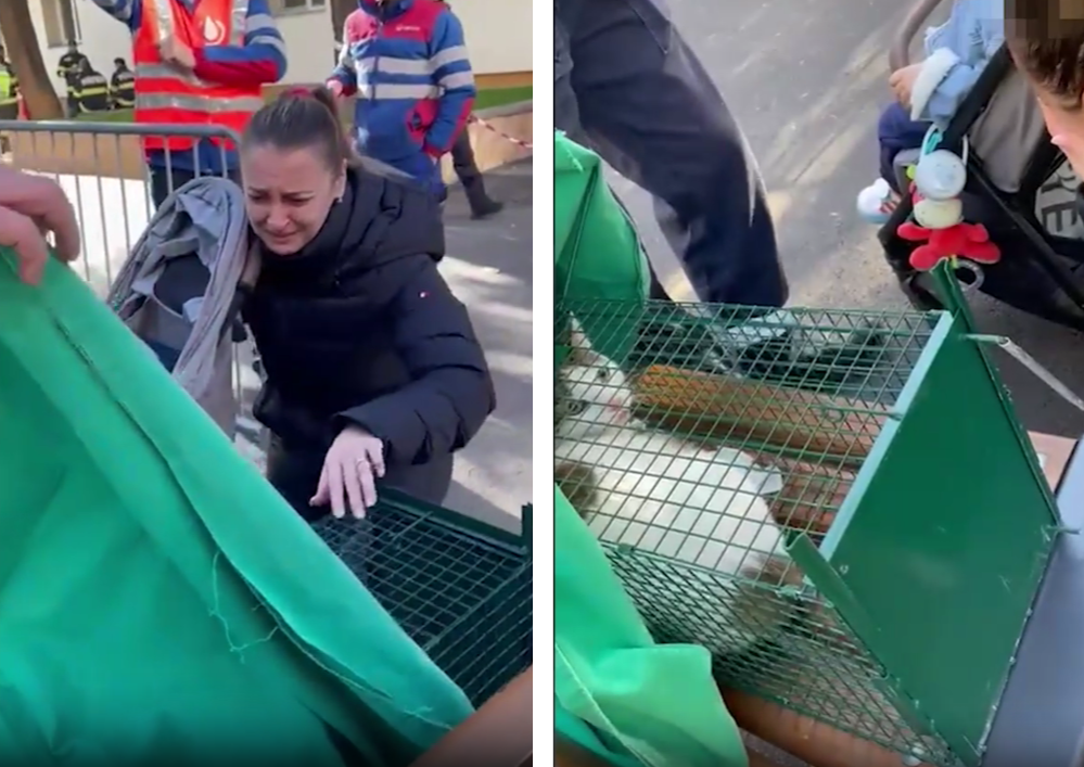 Revedere emoționantă după explozia din Rahova! Cum arată pisica salvată din catastrofă. A fost reunită cu familia ei
