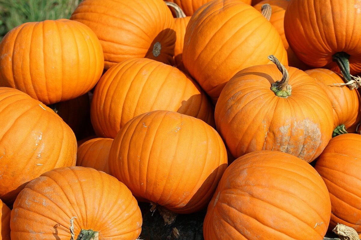 Prețuri de groază, înainte de Halloween! Cât costă un kilogram de dovleac la final de octombrie