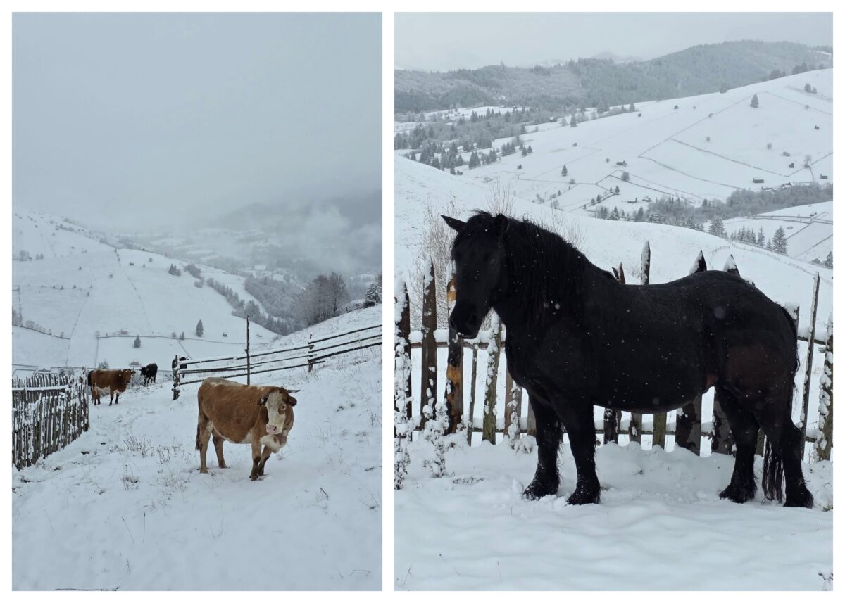 Localitatea din România în care ninge ca în mijlocul iernii! Imagini de ultimă oră