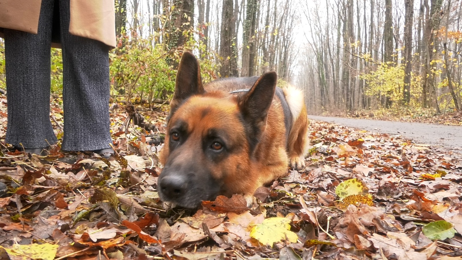 Patrupezii îl ascultă cu sfințenie