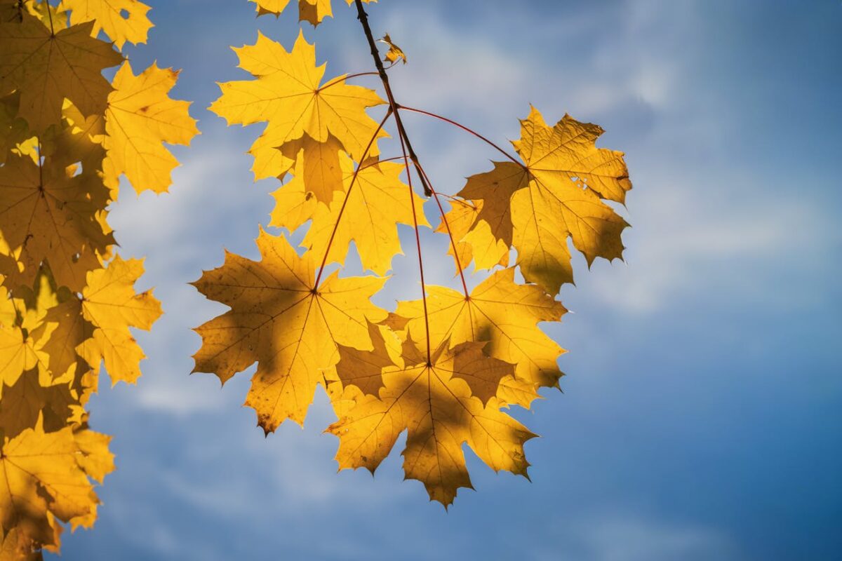 Temperaturi de vară în ultima lună de toamnă! Cum va fi vremea duminică, 2 noiembrie 2025