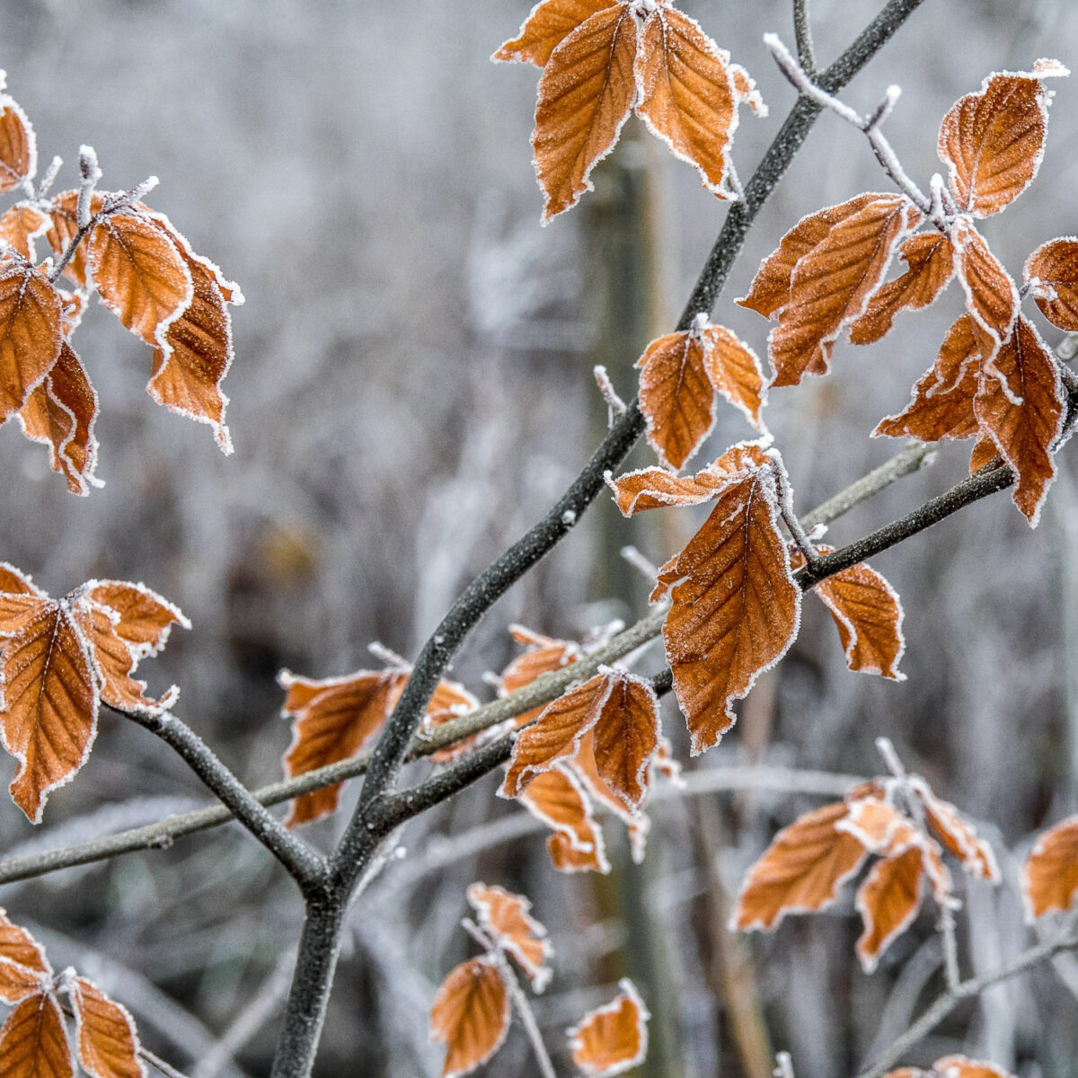 Prognoza meteo pentru joi, 18 decembrie 2025. Frigul pune stăpânire pe România