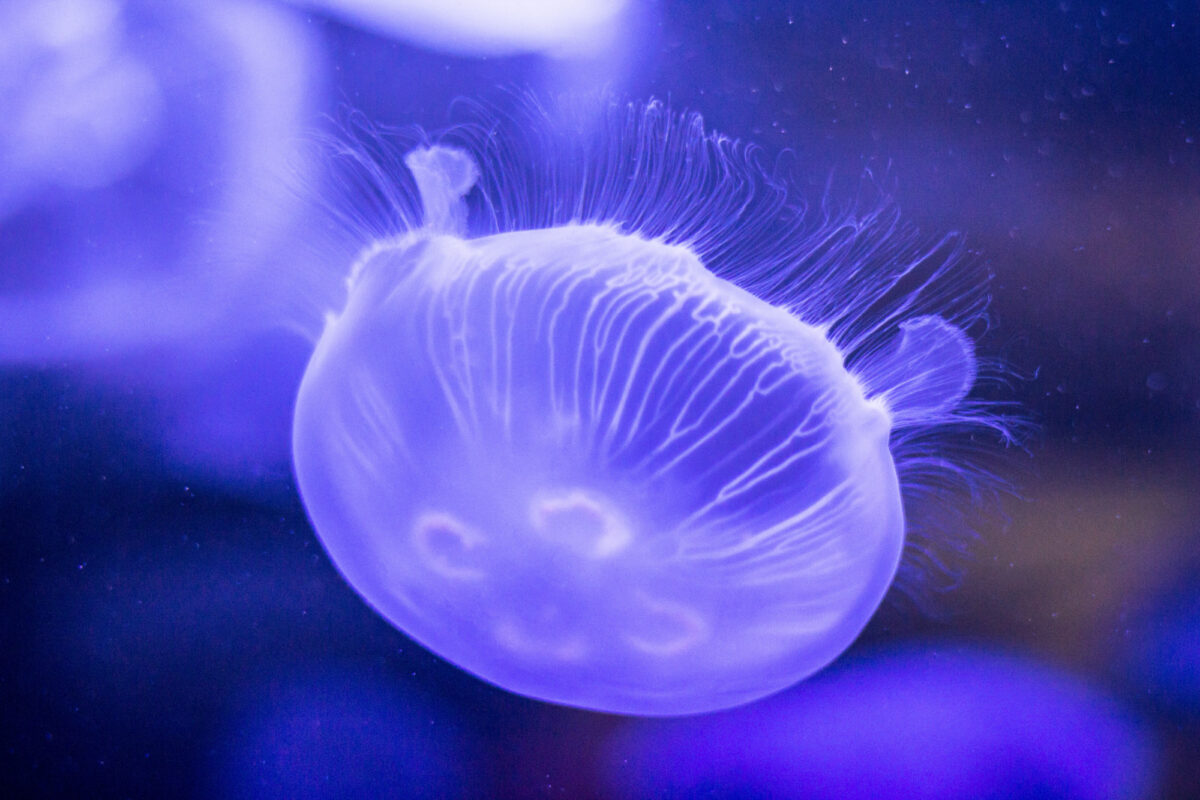 Invazie de meduze la Marea Neagră. Ce se întâmplă în această perioadă