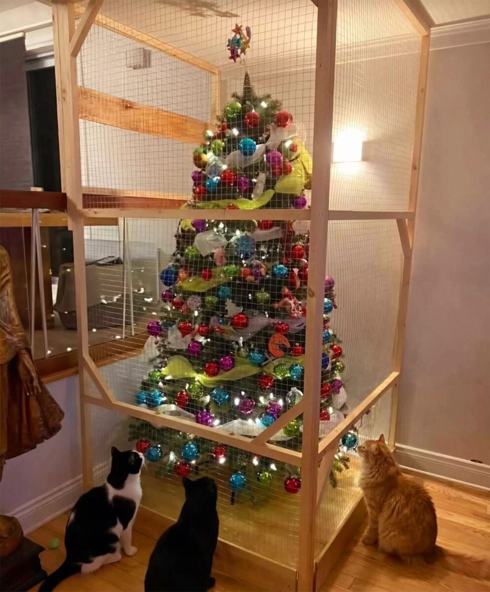 Ce idee genială a avut proprietara a 3 pisici